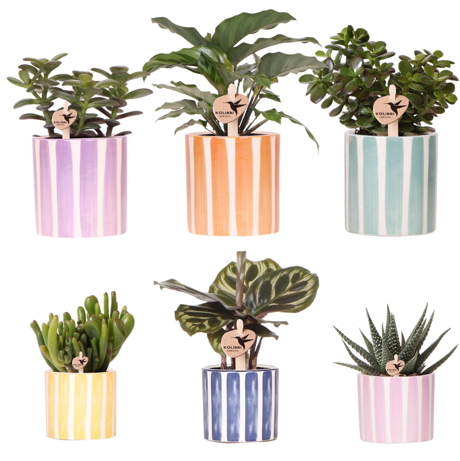 Kolibri Greens | Mix van groene planten + Painted Stripe sierpotten - potmaat Ø9cm & Ø6cm | bloeiende kamerplanten - vers van de kweker