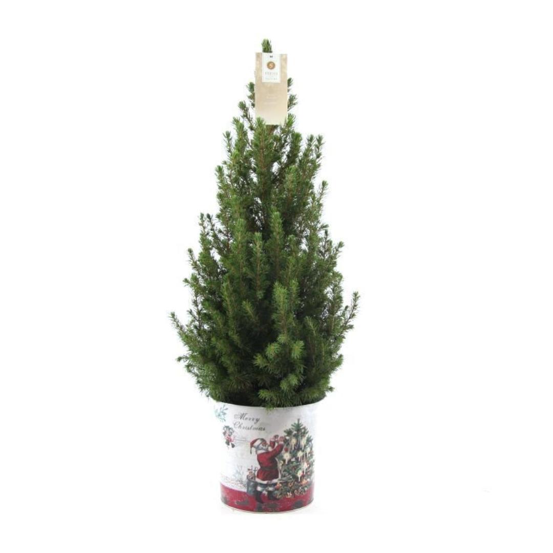 Kleine Kerstboom in Kerstmis sierpot - 70 cm - Picea Glauca Conica - Standalone