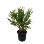 Chamaerops Humilis struik - 100 cm - Ø24cm