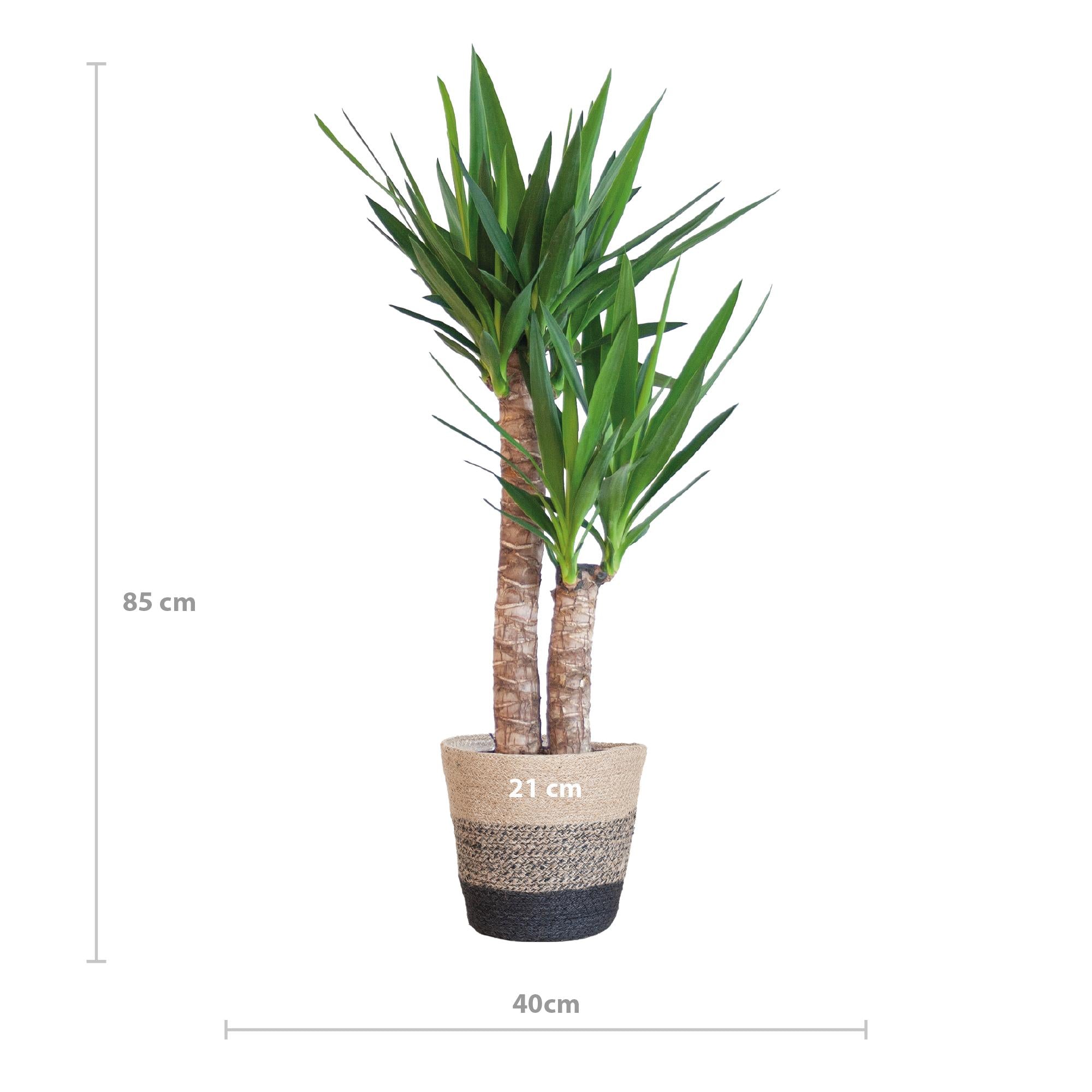 Yucca Elephantipes met Mand Lissabon zwart - 90cm - Ø21