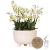 Kolibri Orchids | witte plantenset in Gummy dish incl. waterreservoir | drie witte orchideeën | Mono Bouquet wit met zelfvoorzienend waterreservoir