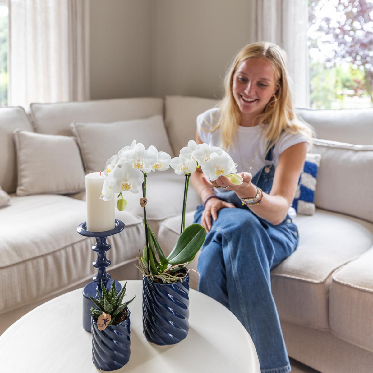 Kolibri Orchids | Set van witte orchidee Amabilis en succulent in Candy sierpotten blauw - potmaat Ø9cm & Ø6cm | bloeiende kamerplant - vers van de kweker