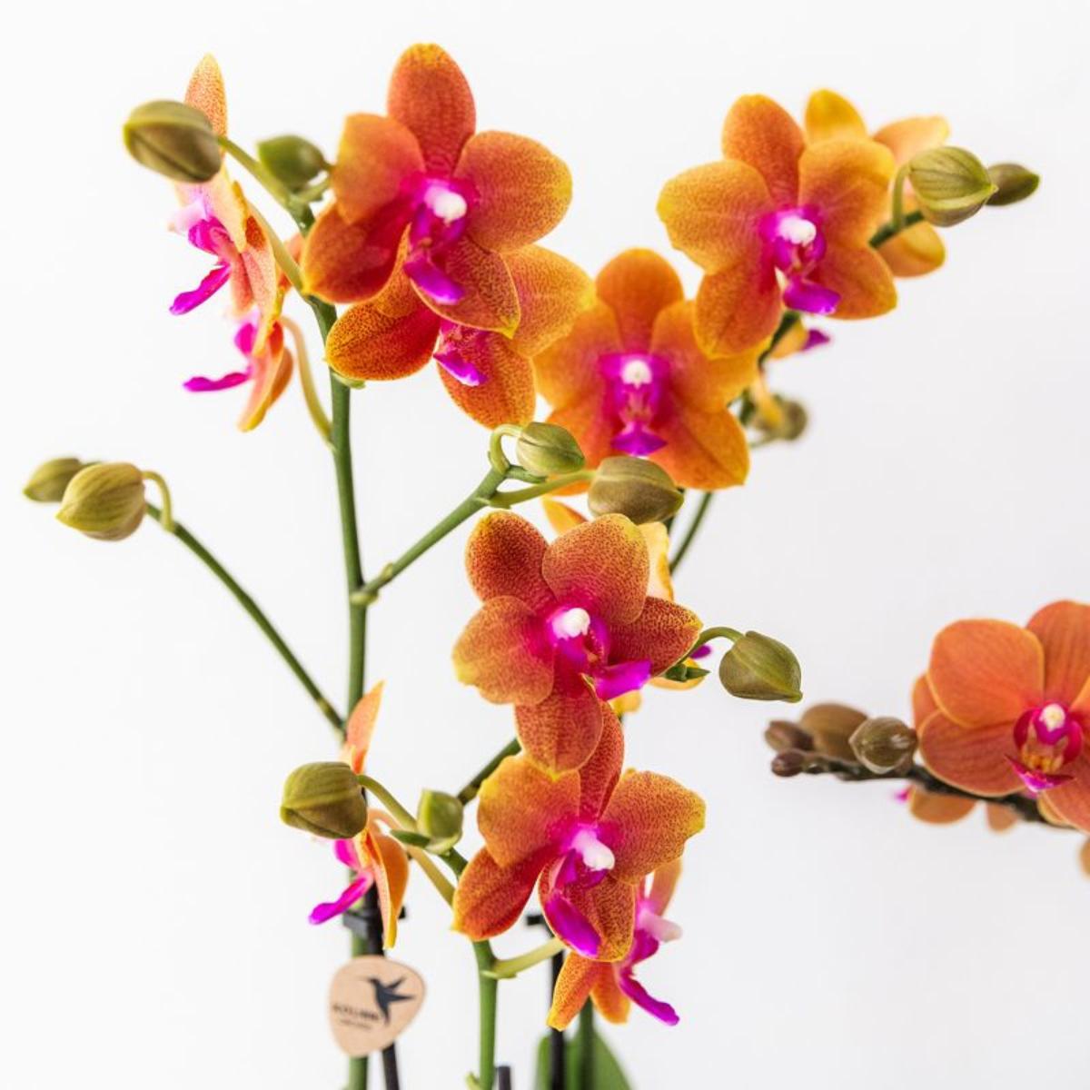 Kolibri Orchids I COMBI DEAL van 4 geurende oranje Phalaenopsis orchideeën - potmaat Ø12cm | bloeiende kamerplant - vers van de kweker