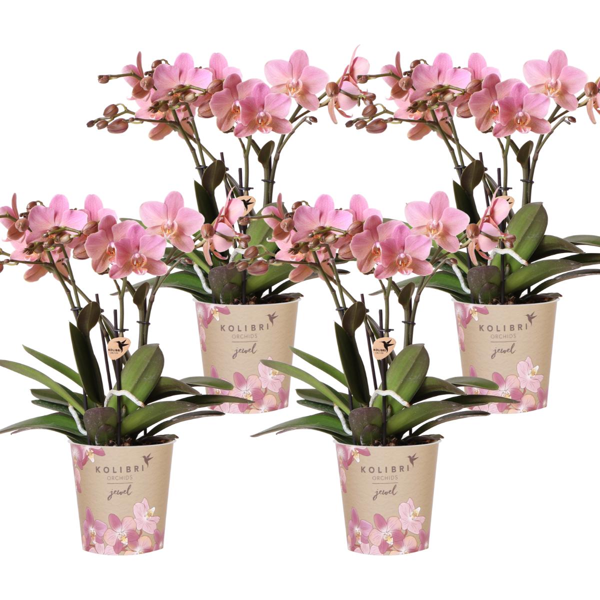 Kolibri Orchids | COMBI DEAL van 4 Phalaenopsis orchideeën - Treviso - potmaat Ø12cm | bloeiende kamerplant - vers van de kweker