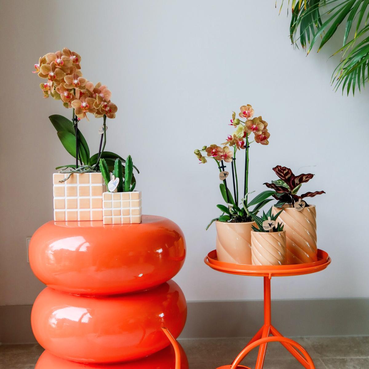 Kolibri Home | Mosa sierpot - Orange - Ø6cm