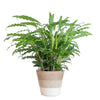 Calathea Rufibarba met Mand Lissabon wit - 55cm - Ø17