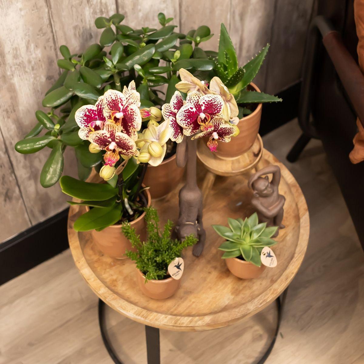 Kolibri Orchids | COMBI DEAL van 4 geel rode phalaenopsis orchideeën - Spain - potmaat Ø9cm | bloeiende kamerplant - vers van de kweker