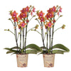 Kolibri Orchids I COMBI DEAL van 2 geurende oranje Phalaenopsis orchideeën - potmaat Ø12cm | bloeiende kamerplant - vers van de kweker