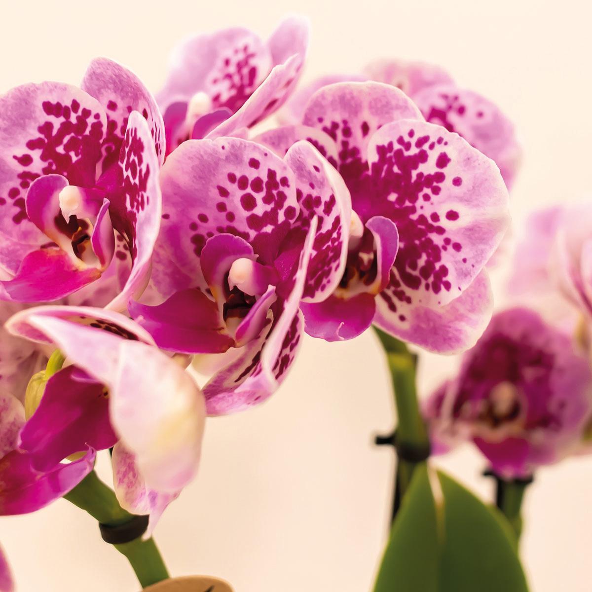 Kolibri Orchids | COMBI DEAL van 4 roze paarse phalaenopsis orchideeën - El Salvador - potmaat Ø9cm | bloeiende kamerplant - vers van de kweker