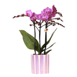 Kolibri Orchids | paarse phalaenopsis orchidee Vienna + Painted Stripe pot lila - potmaat Ø9cm | bloeiende kamerplant - vers van de kweker