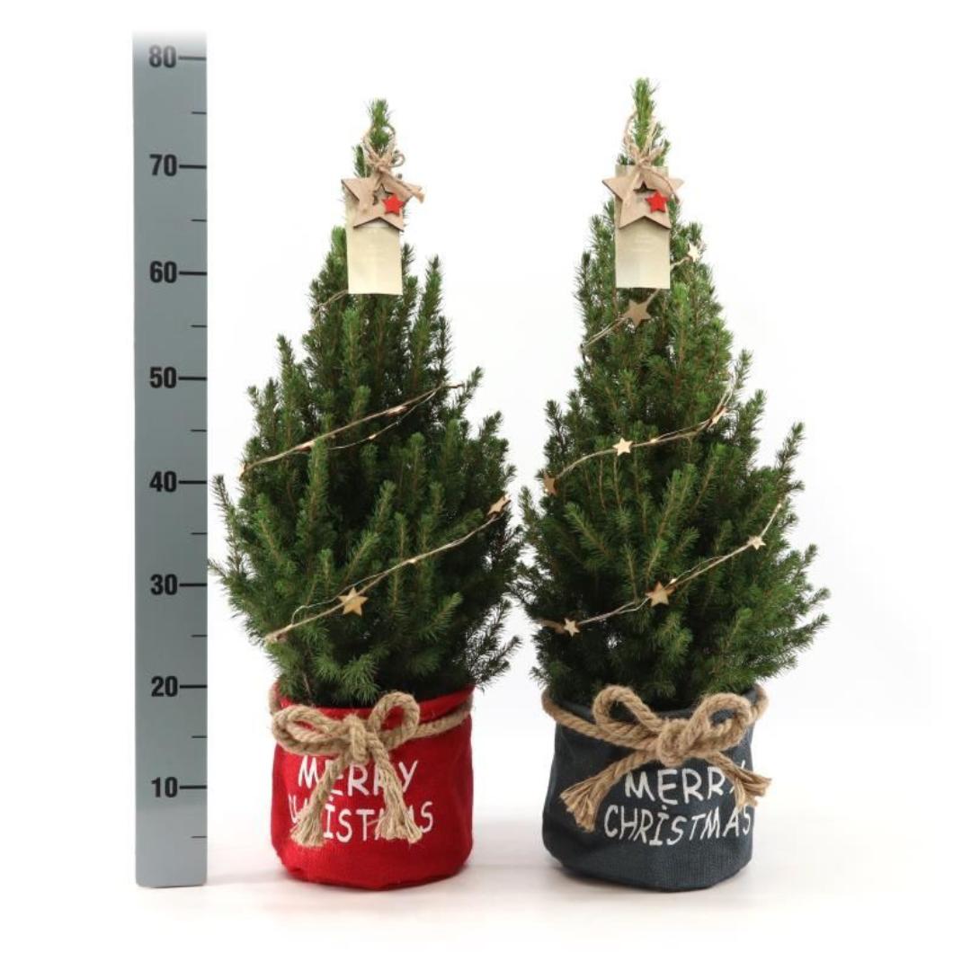 Kleine Kerstboom in Xmas Bag blauw - 70 cm - Picea Glauca Conica - Star lighting including batteries