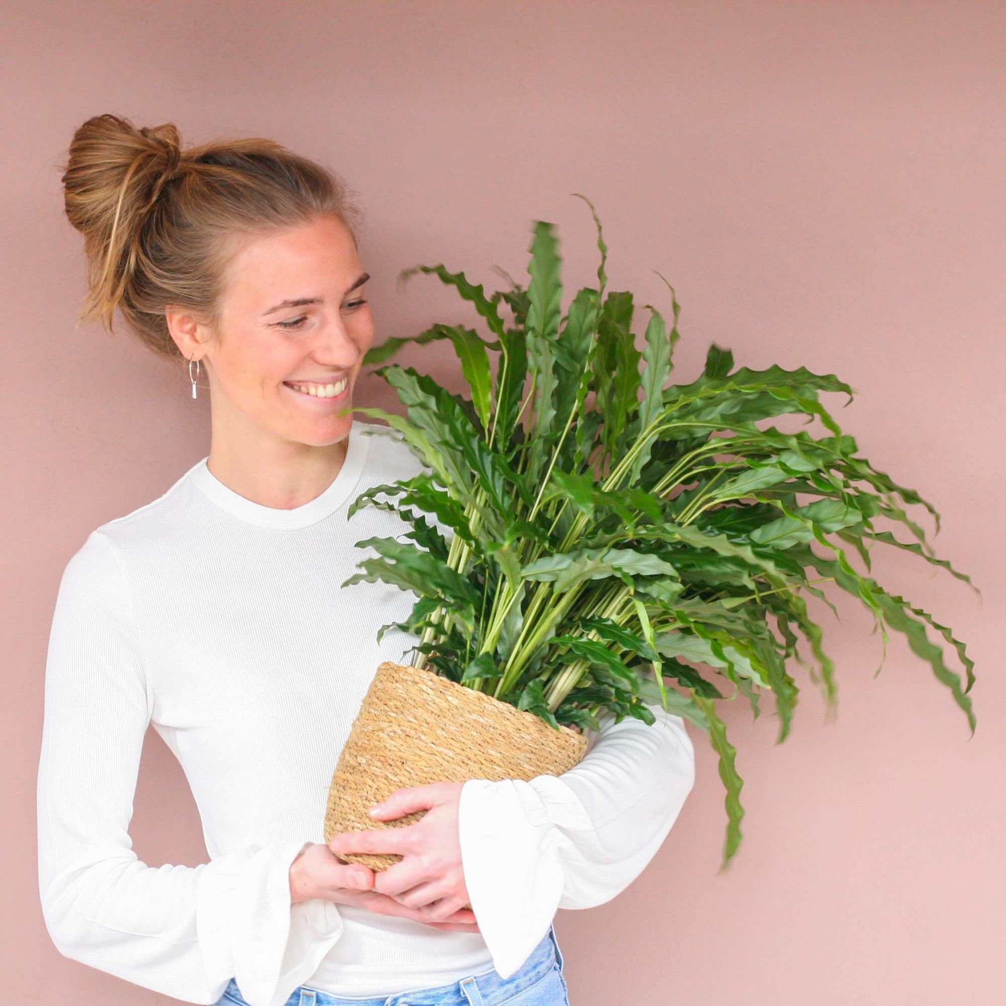 Calathea Rufibarba met Sofia mand naturel - 55cm - Ø17