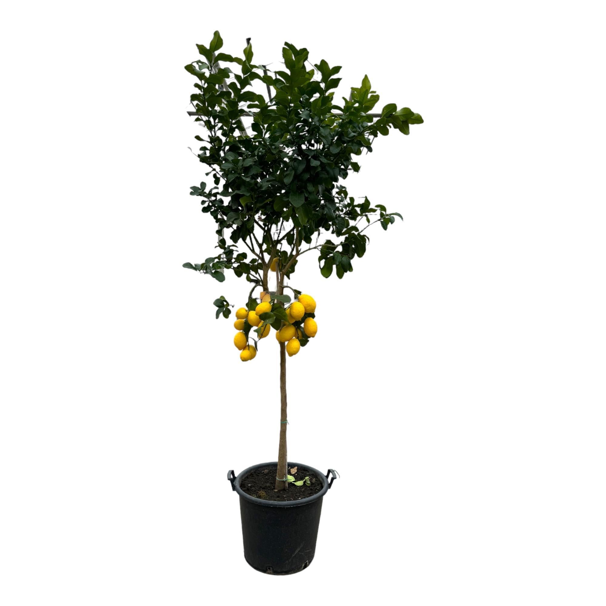 Citrus Lemon - 260 cm - Ø50cm