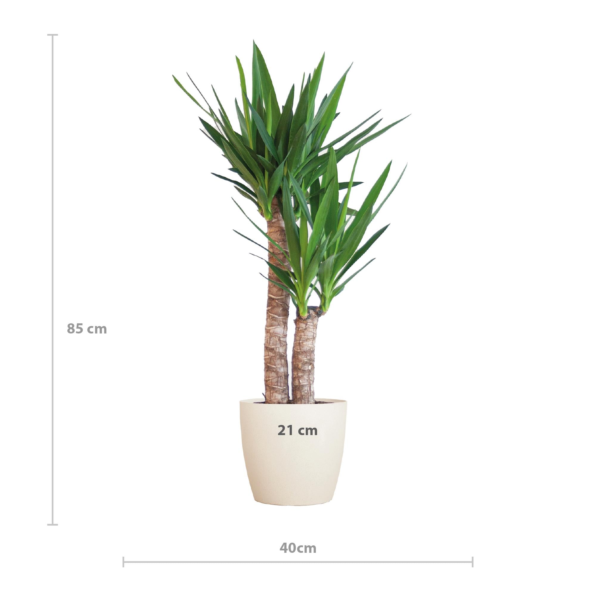 Yucca Elephantipes met Viber wit - 90cm - Ø21