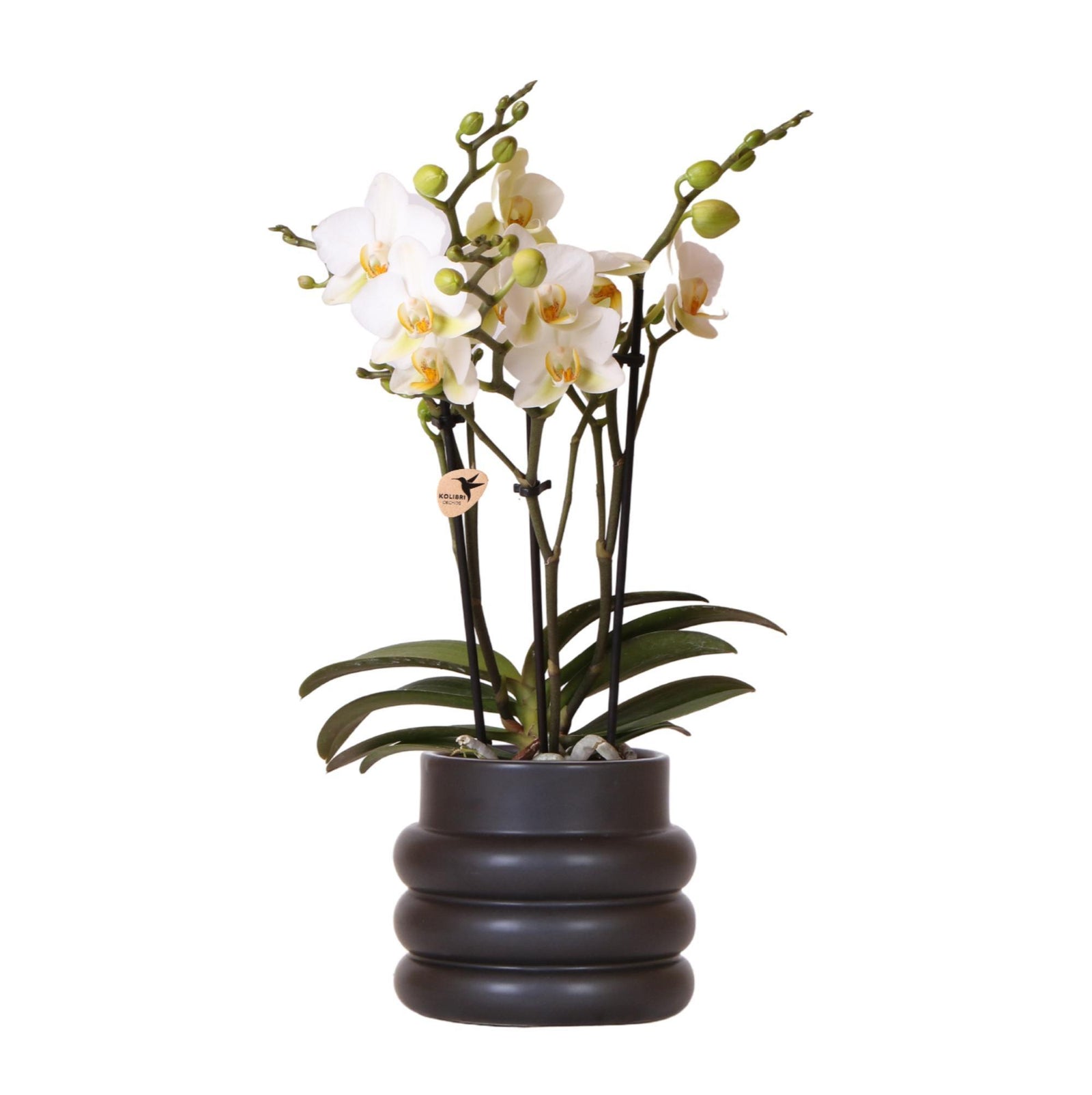 Kolibri Orchids | Witte phalaenopsis orchidee - Lausanne + Bubble pot black- potmaat Ø9cm | bloeiende kamerplant - vers van de kweker