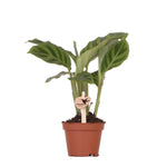 Kolibri Greens | Groene plant - Calathea - Potmaat Ø9cm - groene kamerplant - vers van de kweker - Ø6cm