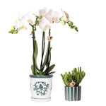 Kolibri Orchids | Set van witte orchidee Amabilis in Malaga pot en succulent in Painted Stripe pot groen - potmaat Ø9cm & Ø6cm | bloeiende kamerplant - vers van de kweker