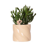 Kolibri Greens | succulent Crassula Hobbit + Painted Stripe pot lila - potmaat Ø9cm | bloeiende kamerplant - vers van de kweker