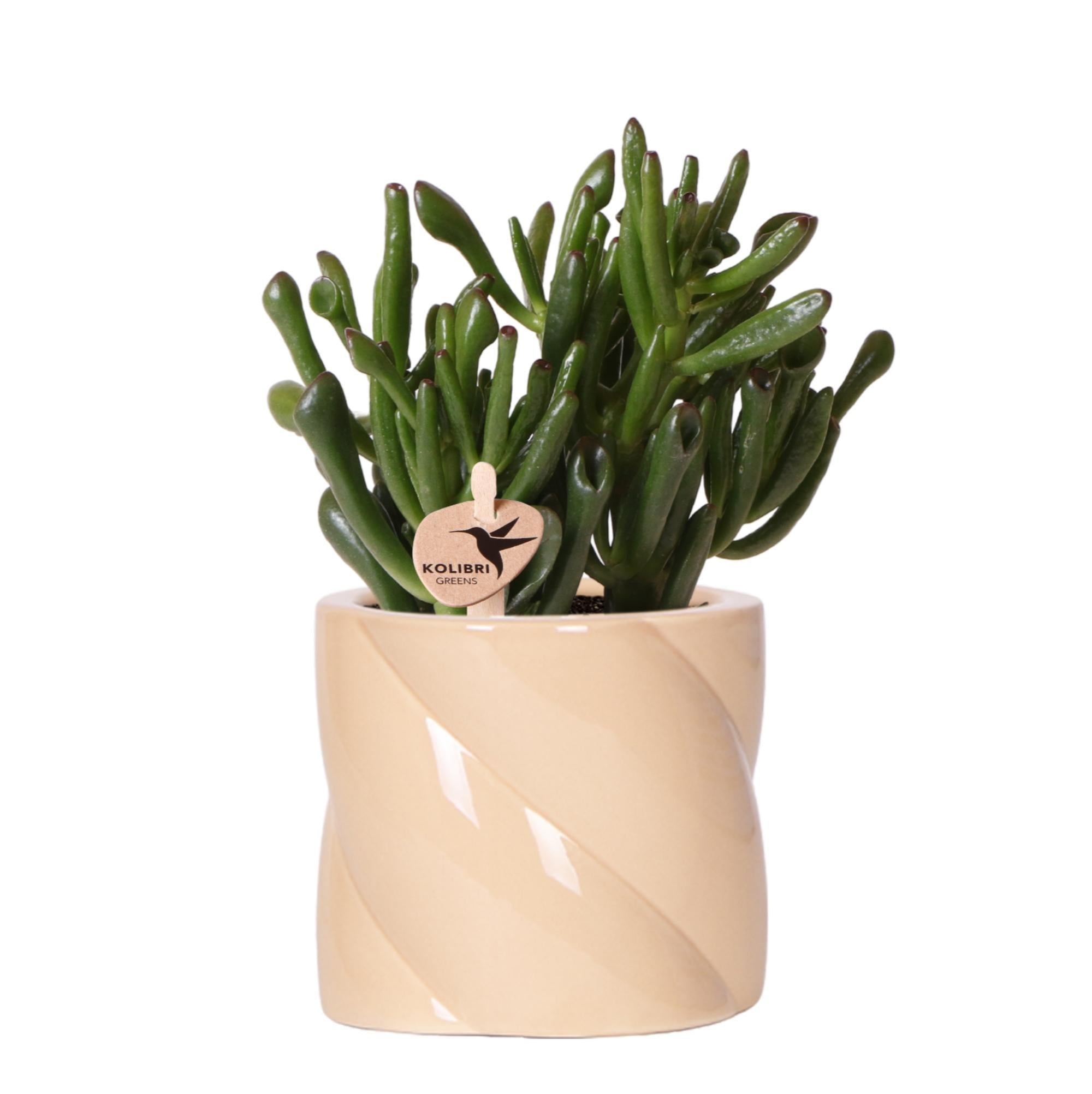 Kolibri Greens | succulent Crassula Hobbit + Painted Stripe pot lila - potmaat Ø9cm | bloeiende kamerplant - vers van de kweker