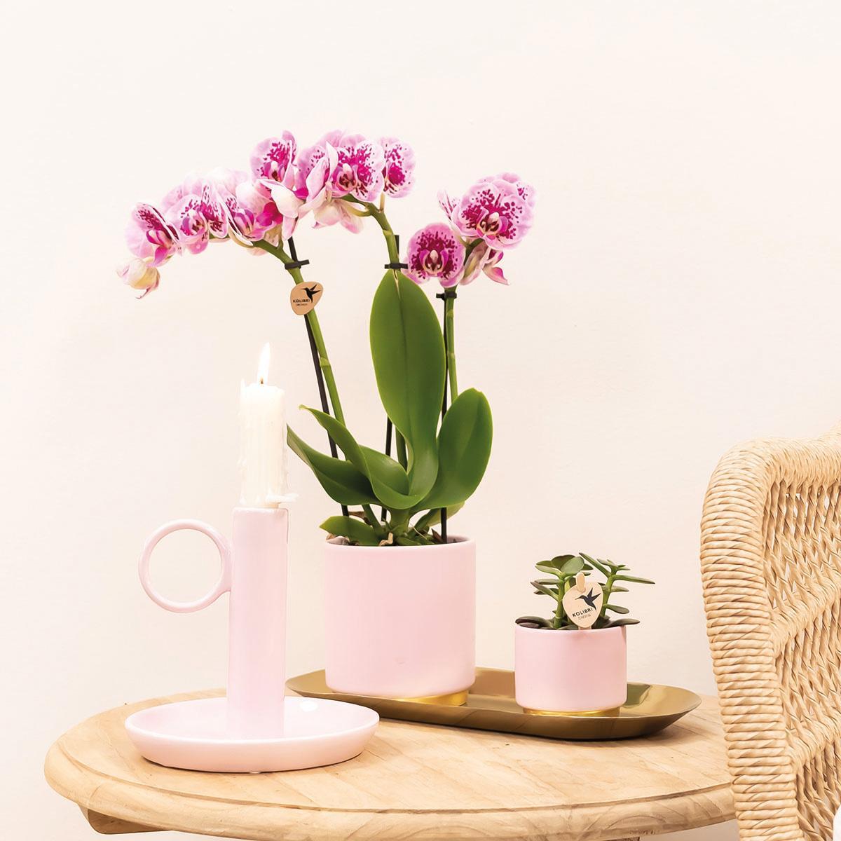 Kolibri Orchids | COMBI DEAL van 4 roze paarse phalaenopsis orchideeën - El Salvador - potmaat Ø9cm | bloeiende kamerplant - vers van de kweker