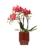 Kolibri Orchids | rode Phalaenopsis orchidee - Congo + Classy red- potmaat Ø9cm | bloeiende kamerplant - vers van de kweker