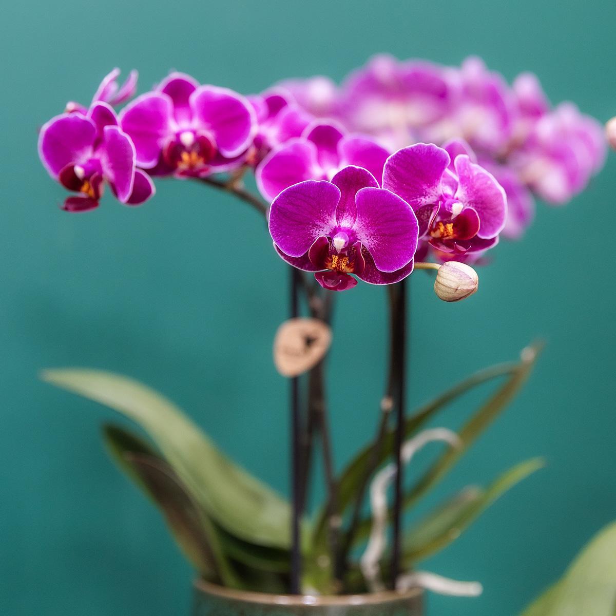 Kolibri Orchids | Paarse phalaenopsis orchidee - Morelia Classy green- potmaat Ø9cm | bloeiende kamerplant - vers van de kweker