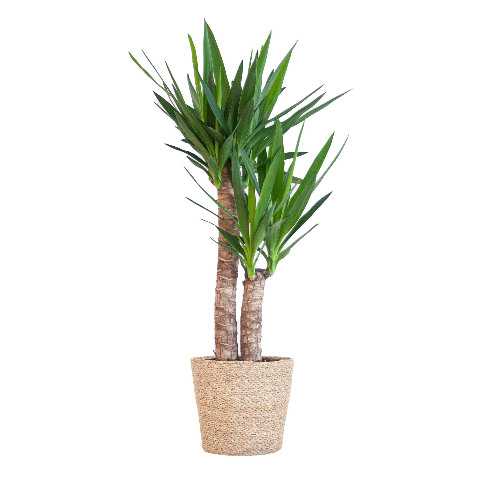 Yucca Elephantipes met Sofia mand naturel - 90cm - Ø21