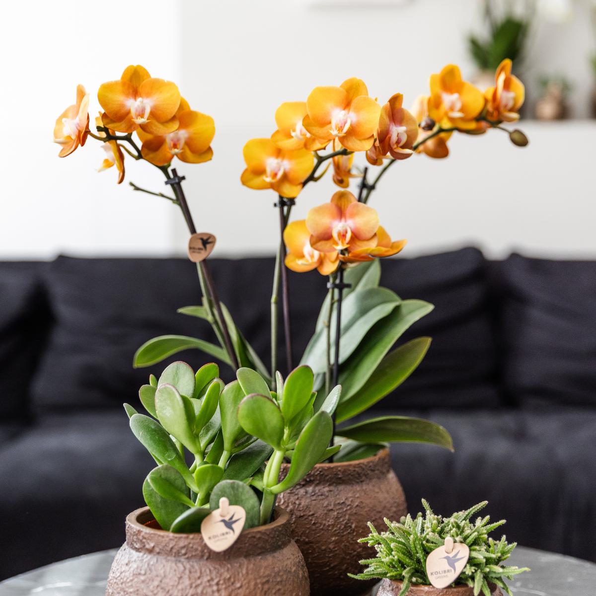 Kolibri Orchids I COMBI DEAL van 2 Phalaenopsis orchideeën - Las Vegas - potmaat Ø12cm | bloeiende kamerplant - vers van de kweker