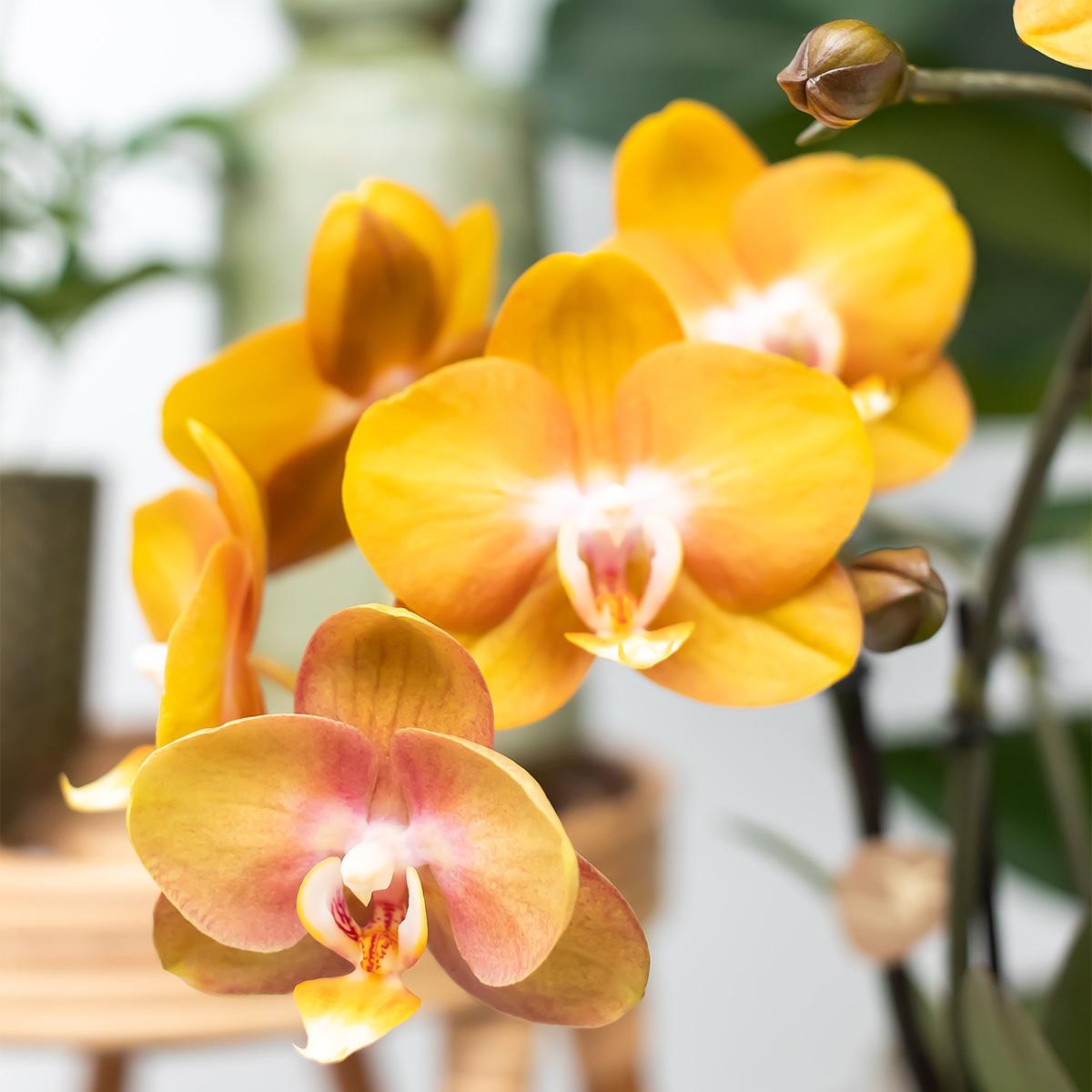 Kolibri Orchids I COMBI DEAL van 2 Phalaenopsis orchideeën - Las Vegas - potmaat Ø12cm | bloeiende kamerplant - vers van de kweker