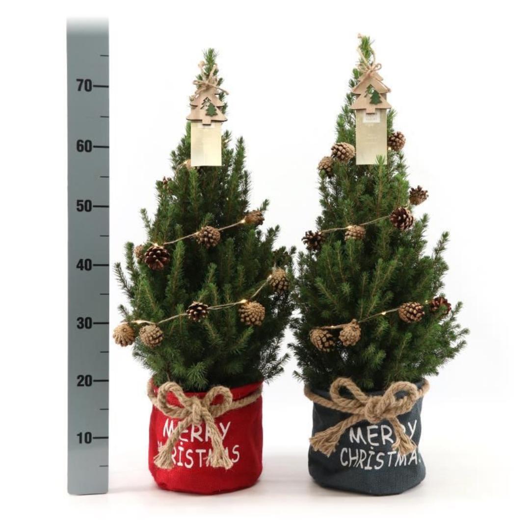 Kleine Kerstboom in Xmas Bag blauw - 70 cm - Picea Glauca Conica - Pine cone lighting including batteries