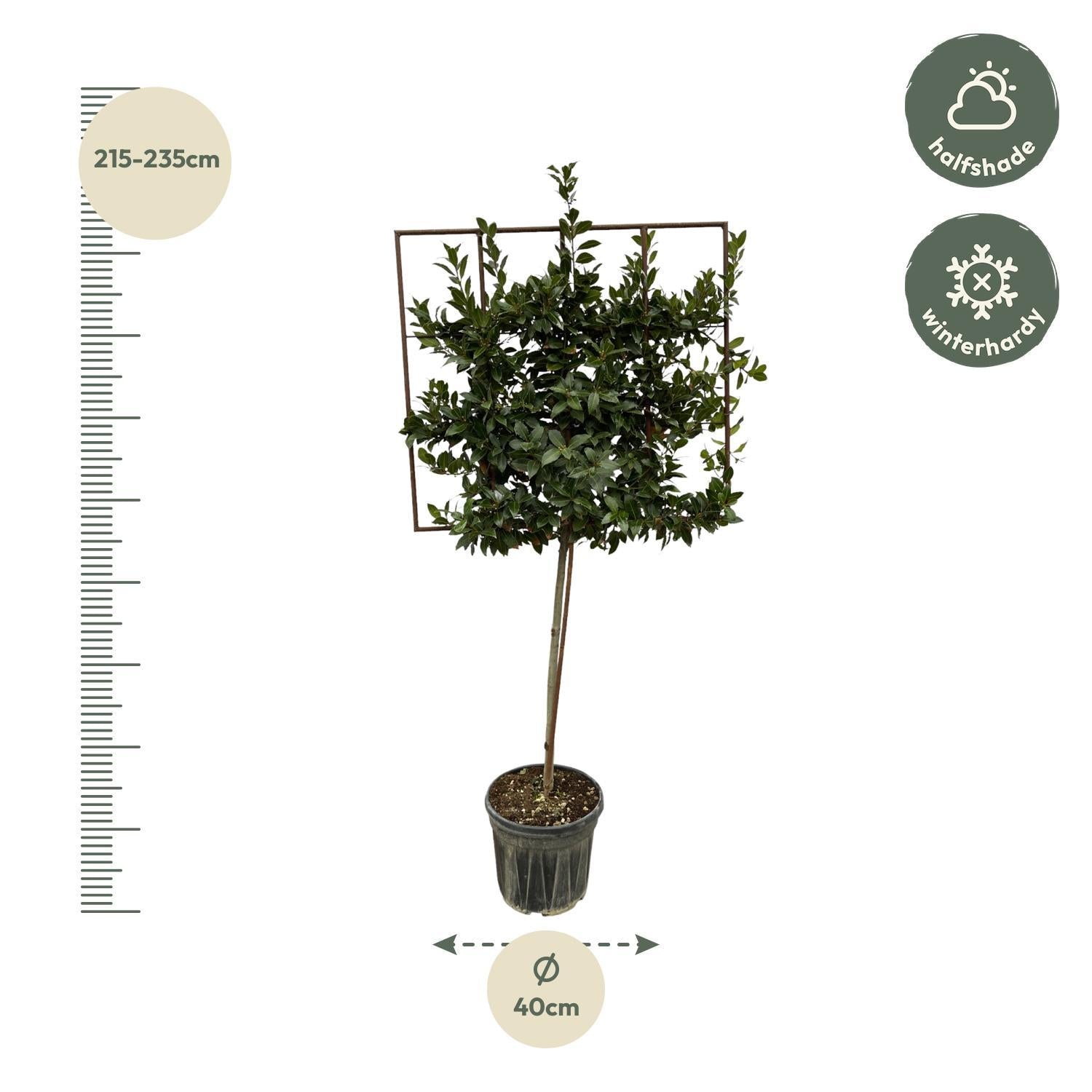 Laurus Nobilis boom op rek - 225 cm - Ø40cm