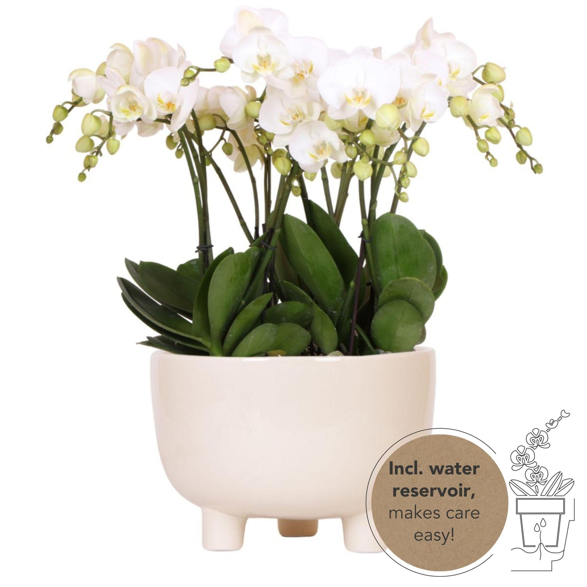 Kolibri Orchids | witte plantenset in Gummy dish incl. waterreservoir | drie witte orchideeën | Mono Bouquet wit met zelfvoorzienend waterreservoir