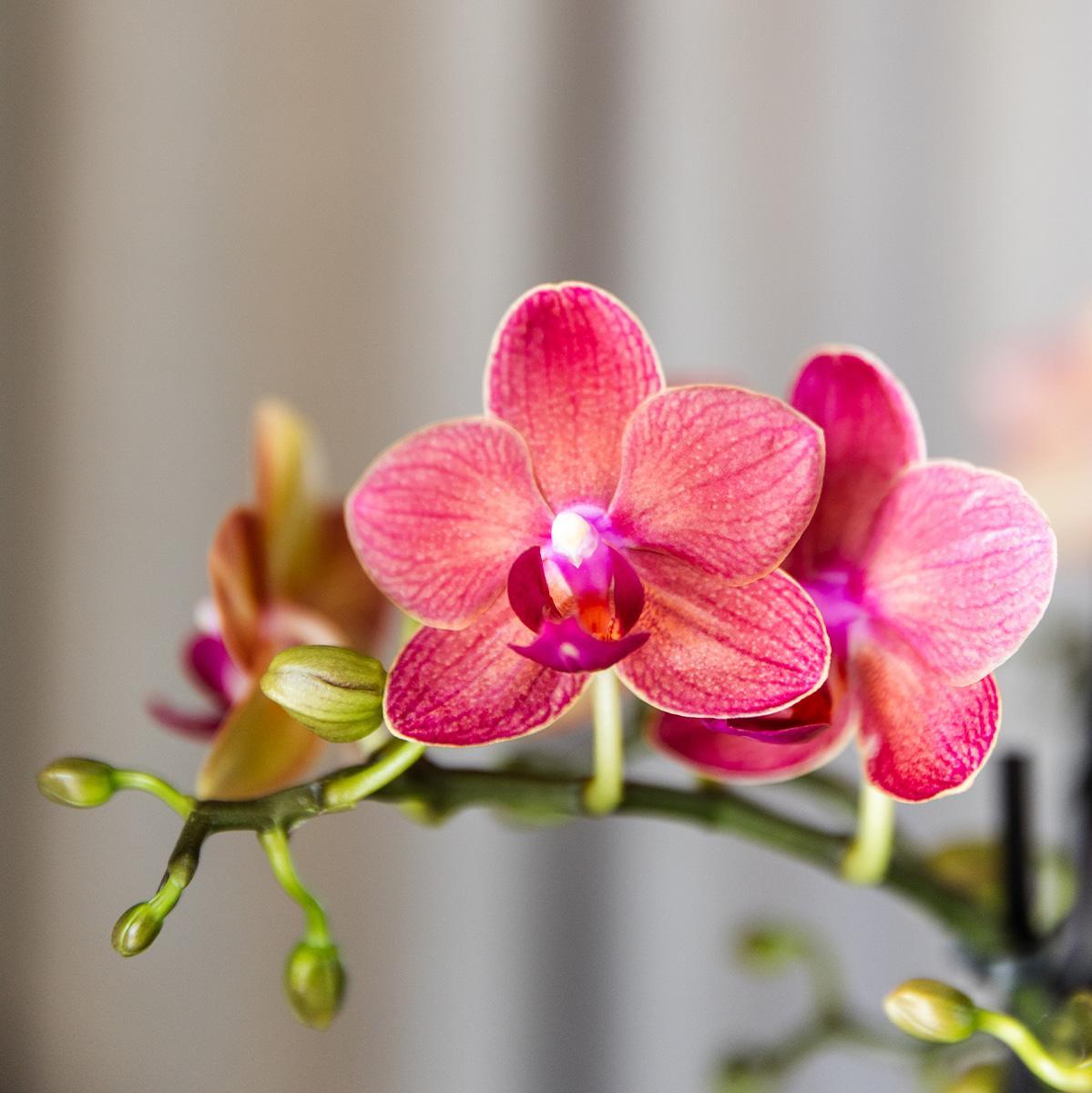 Kolibri Orchids | COMBI DEAL van 4 oranje Phalaenopsis orchideeën - Congo - potmaat Ø9cm | bloeiende kamerplant - vers van de kweker