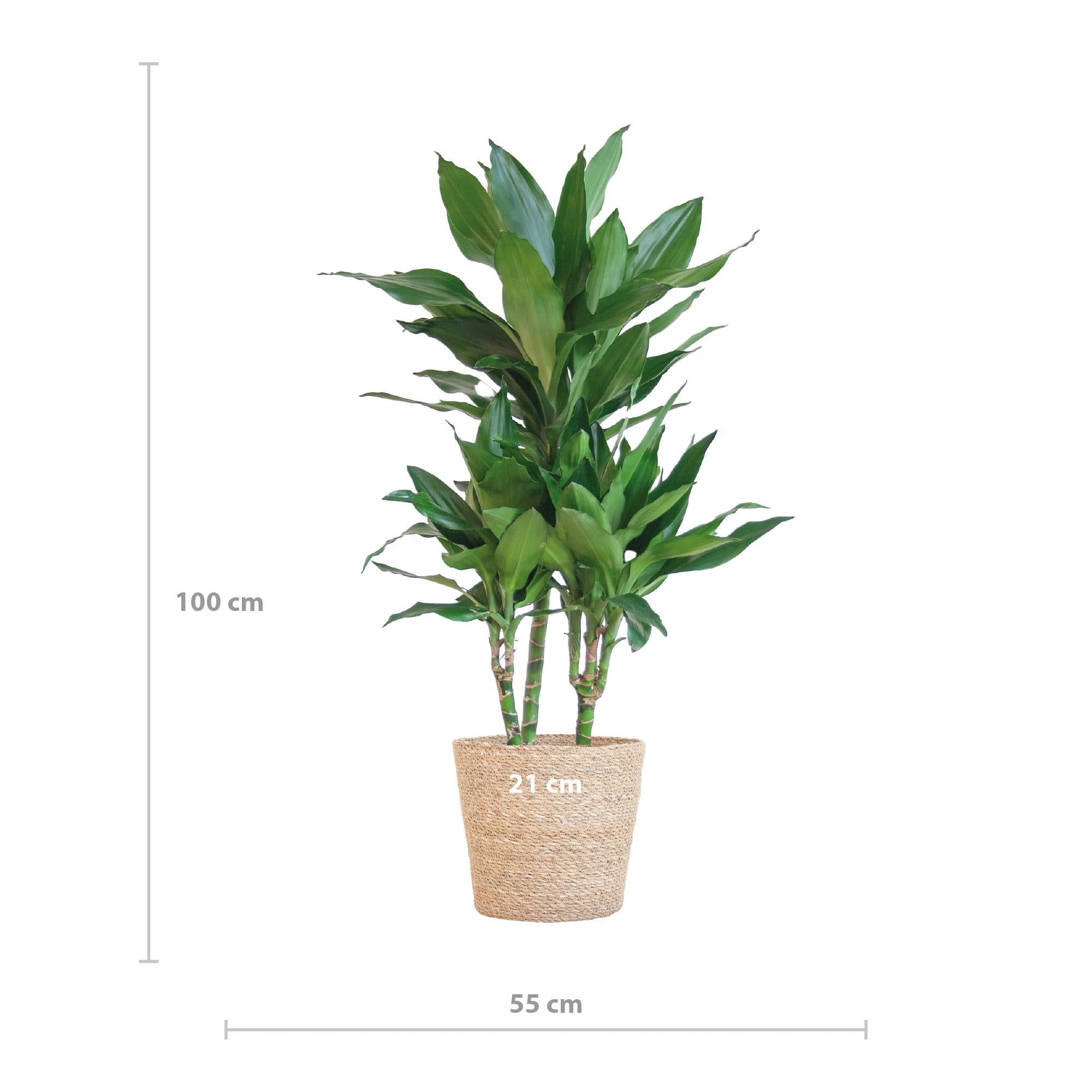 Dracaena  Janet Lindt met Sofia mand naturel - 95cm - Ø21