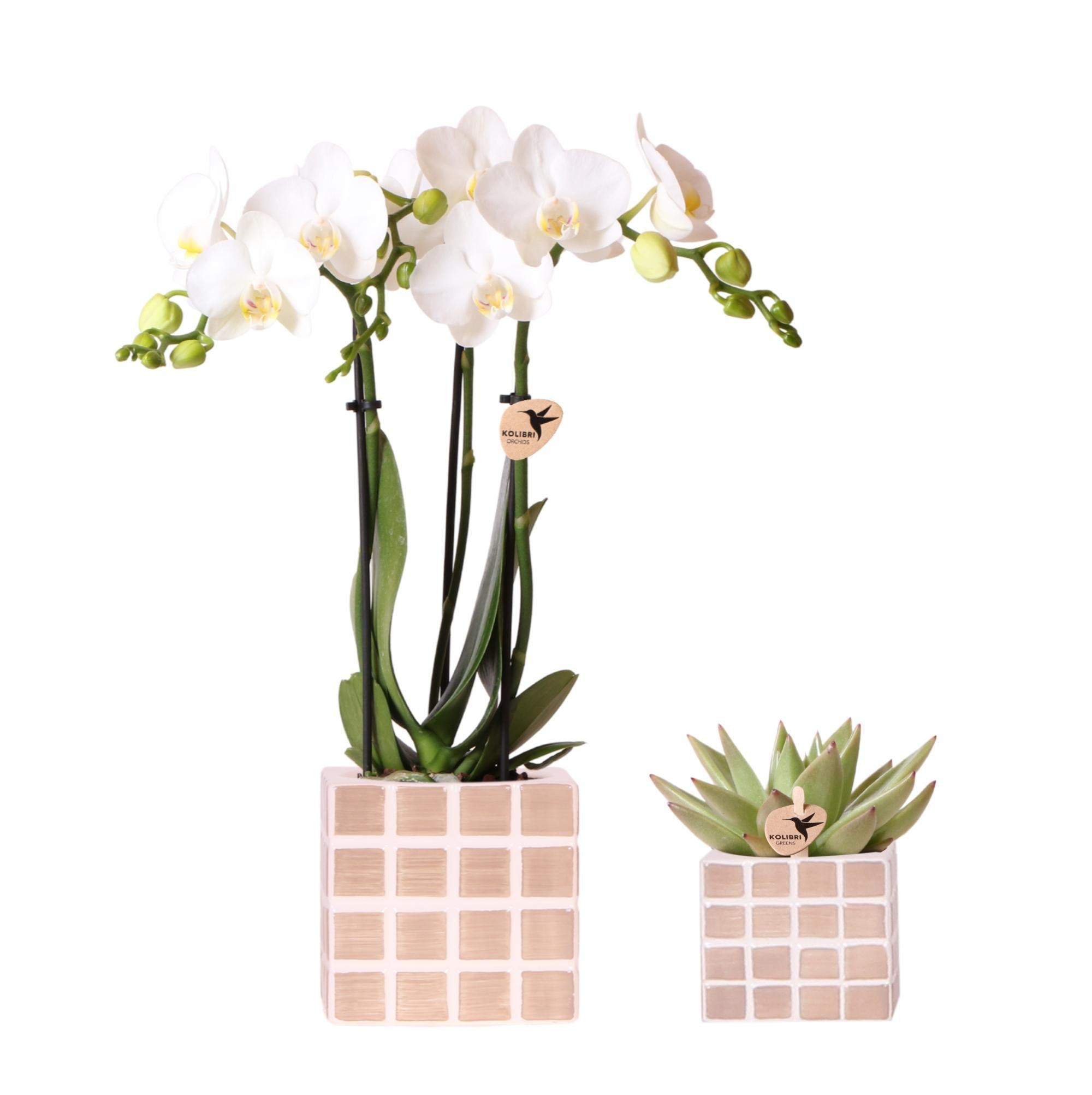 Kolibri Orchids | Set van witte orchidee Amabilis en succulent in Mosa sierpotten bruin - potmaat Ø9cm & Ø6cm | bloeiende kamerplant - vers van de kweker