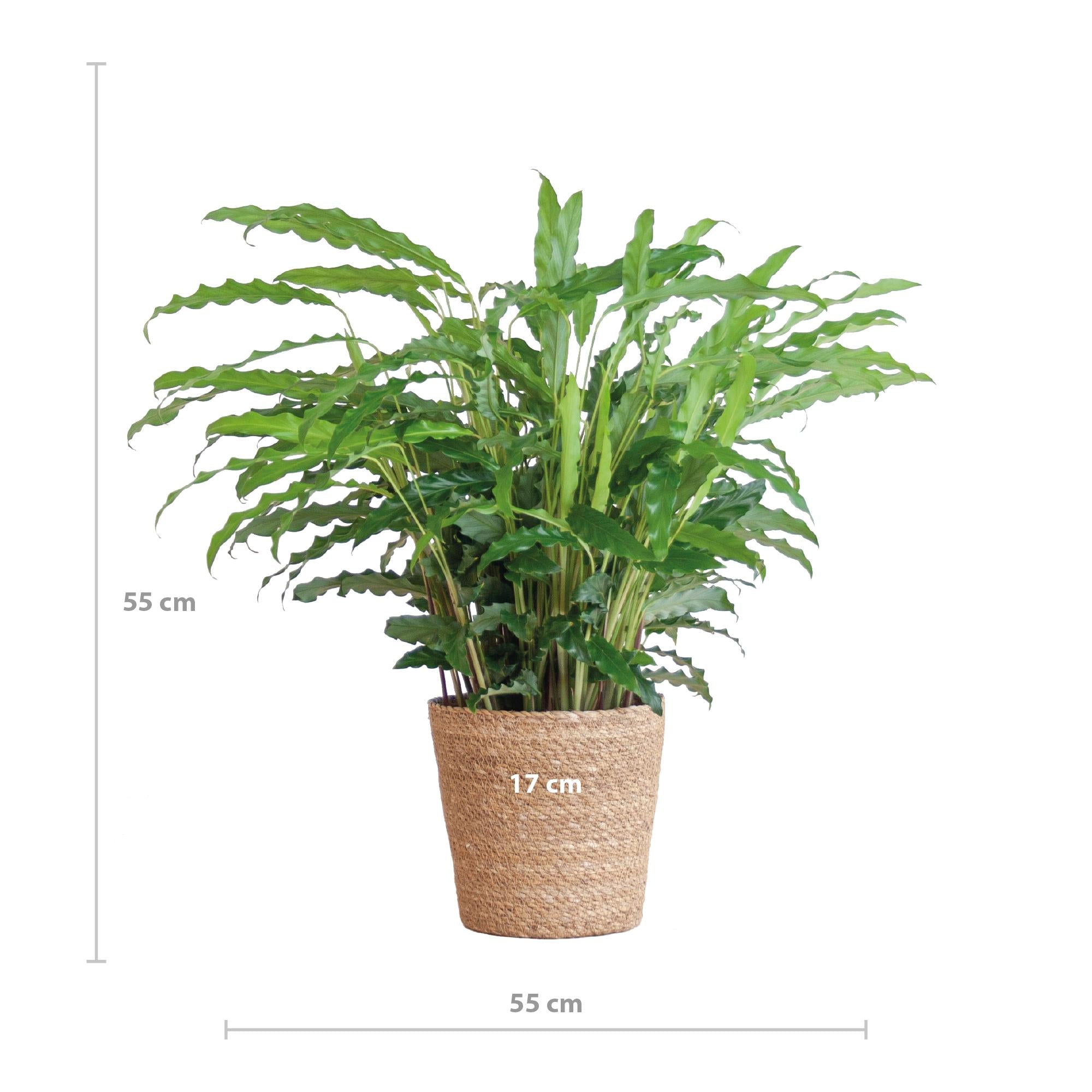 Calathea Rufibarba met Sofia mand naturel - 55cm - Ø17