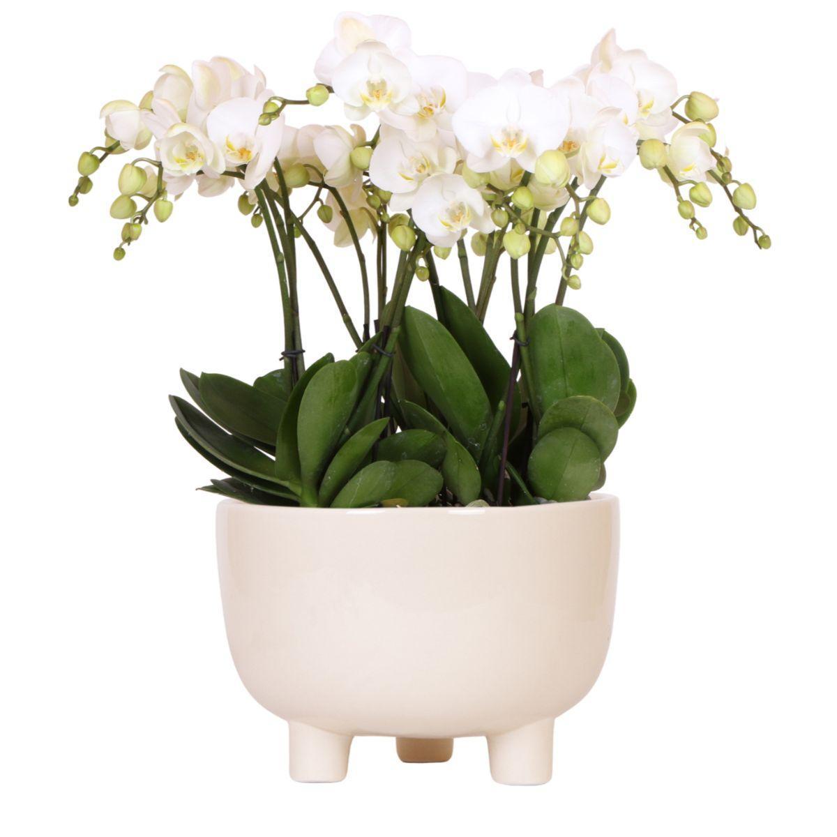 Kolibri Orchids | witte plantenset in Gummy dish incl. waterreservoir | drie witte orchideeën | Mono Bouquet wit met zelfvoorzienend waterreservoir