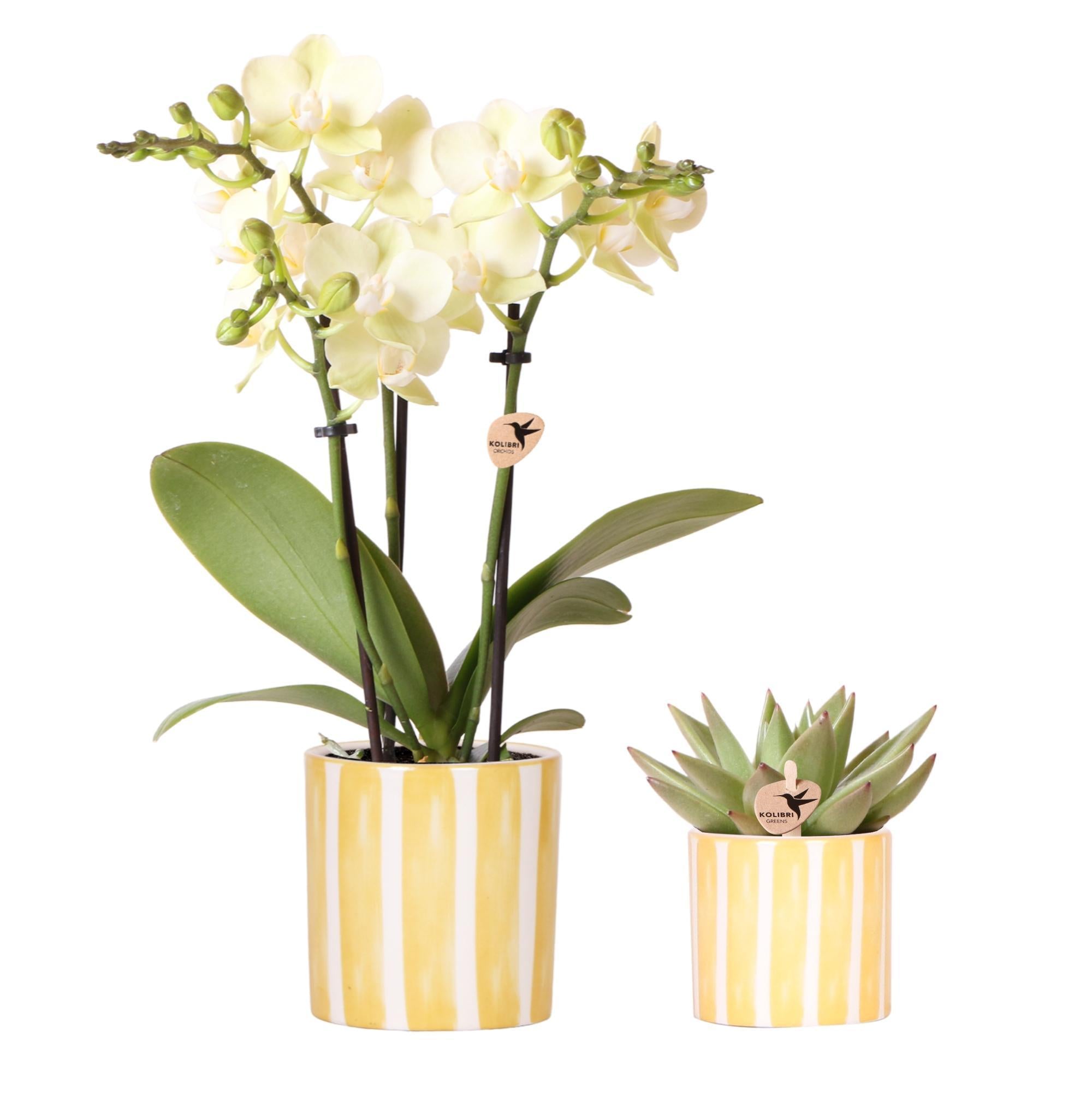 Kolibri Orchids | Set van gele orchidee Mexico en succulent in Painted Stripe sierpot - potmaat Ø9cm & Ø6cm | bloeiende kamerplant - vers van de kweker