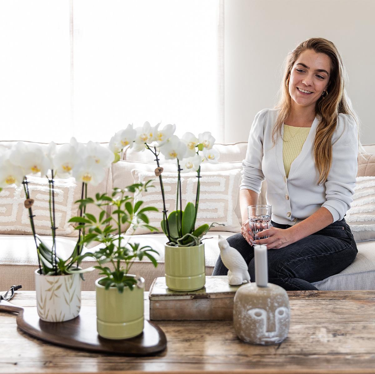 Kolibri Orchids | witte Phalaenopsis orchidee - Amabilis + Leaf pot green - potmaat Ø9cm | bloeiende kamerplant - vers van de kweker