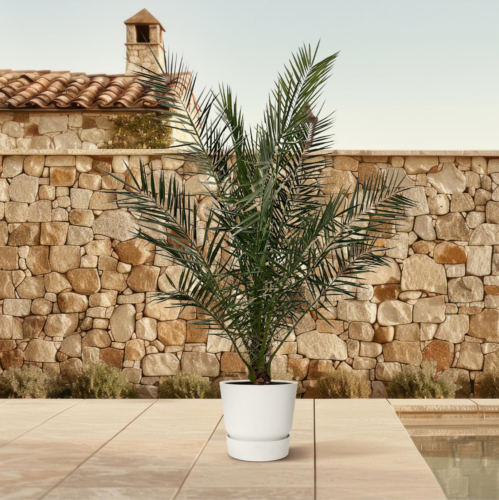 Phoenix Canariensis - 180 cm - Ø24cm