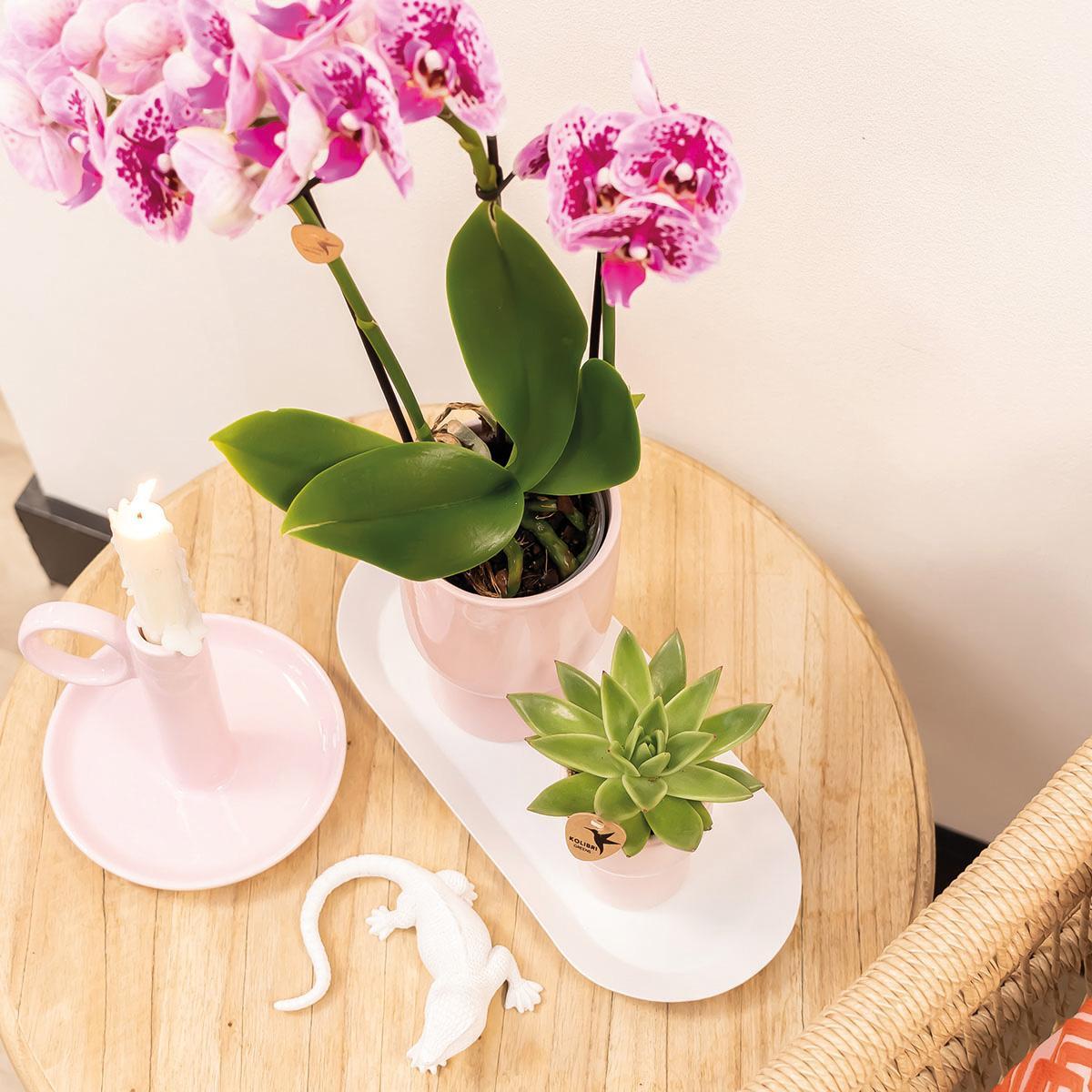 Kolibri Orchids | COMBI DEAL van 4 roze paarse phalaenopsis orchideeën - El Salvador - potmaat Ø9cm | bloeiende kamerplant - vers van de kweker