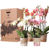 Kolibri Orchids - Surprise box mix - planten voordeel box - verrassingsbox met 4 verschillende orchideeën 12cm - vers van de kweker