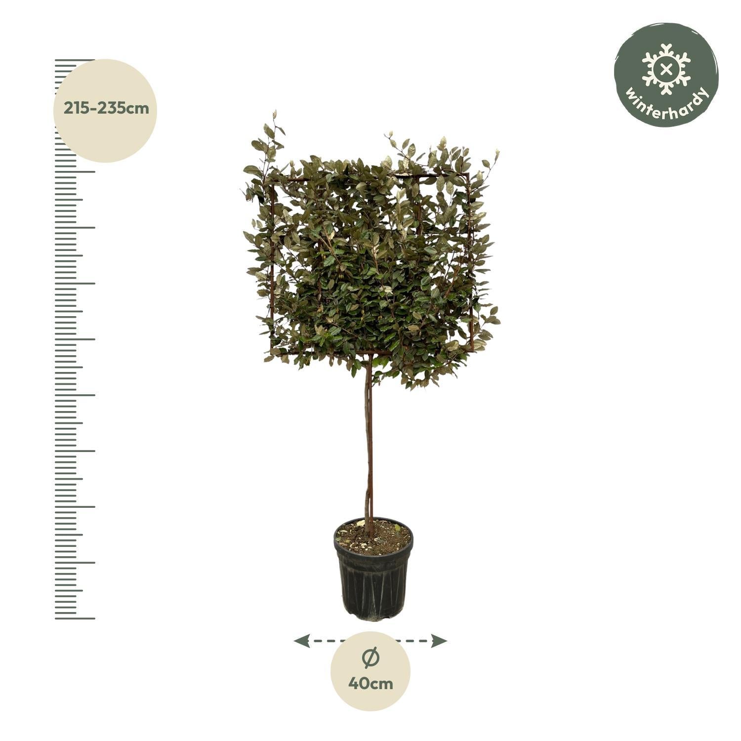 Eleagnus Ebbingei boom op rek - 225 cm - Ø40cm