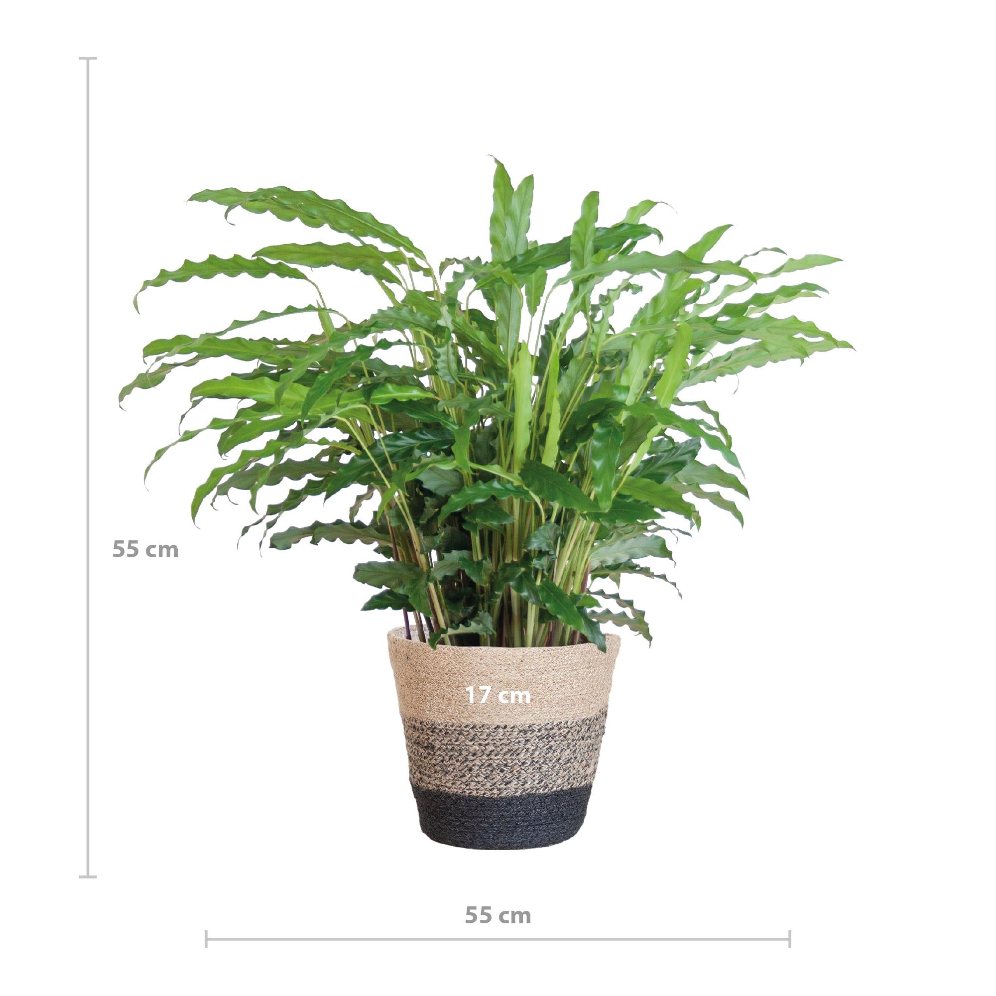 Calathea Rufibarba met Mand Lissabon zwart - 55cm - Ø17