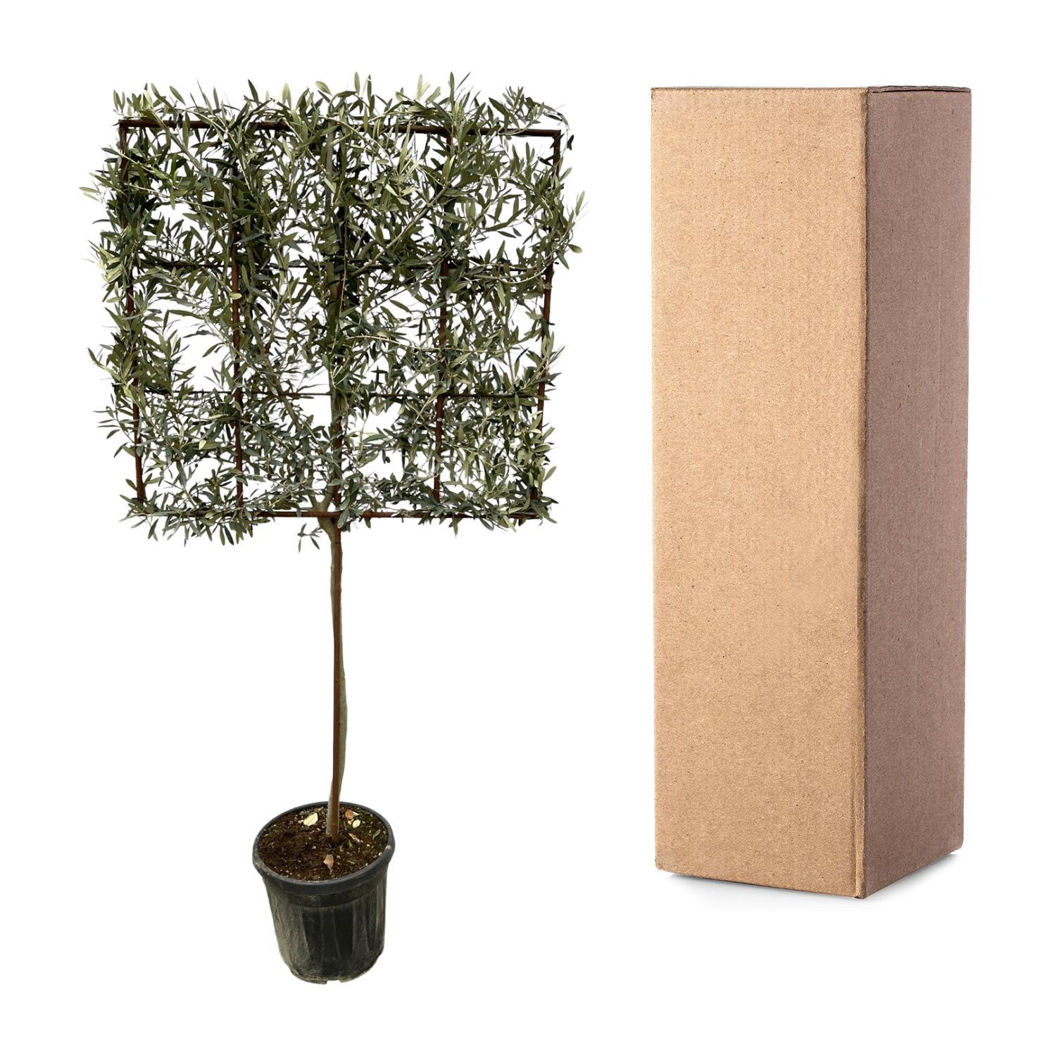 Olea Europaea boom op rek - 225 cm - Ø40cm