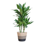 Dracaena  Janet Lindt met Mand Lissabon zwart - 95cm - Ø21