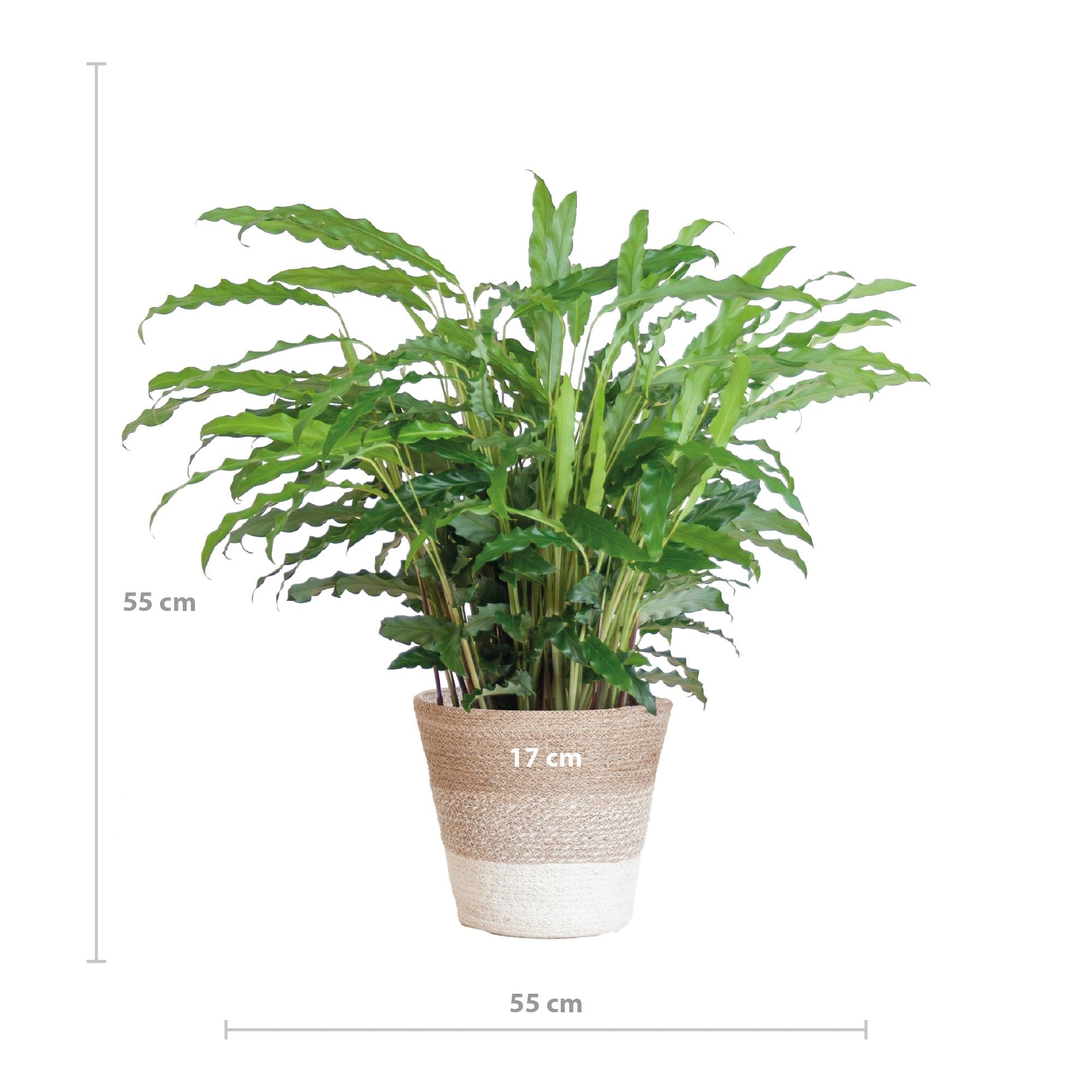 Calathea Rufibarba met Mand Lissabon wit - 55cm - Ø17