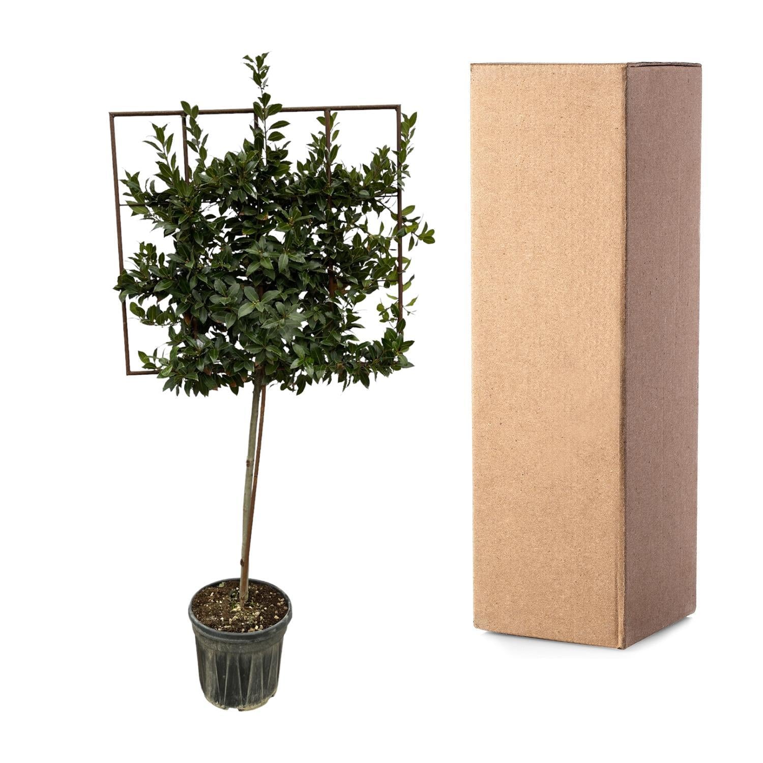 Laurus Nobilis boom op rek - 225 cm - Ø40cm