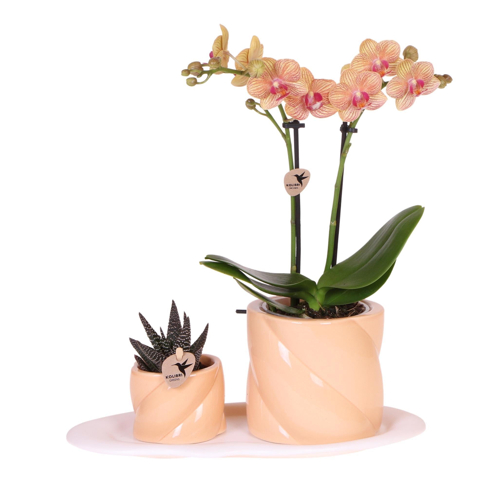 Kolibri Orchids | Gift set Optimism small peach | Groene plant met oranje Phalaenopsis orchidee in Candy sierpotten op wit organisch dienblad