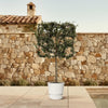 Quercus ilex boom op rek - 225 cm - Ø40cm